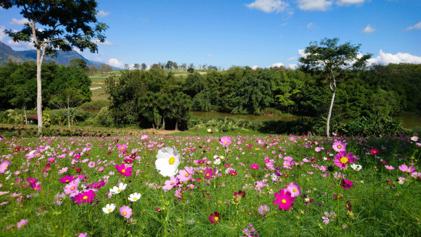 山上的花。图片下载