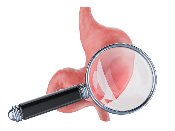 人的胃用放大镜。胃概念的研究与诊断，在白色背景上的三维渲染隔离图片下载