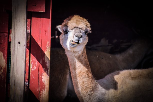 被称为图片下载
