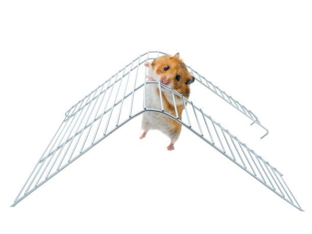 叙利亚仓鼠在运动梯子上孤立在白色图片下载
