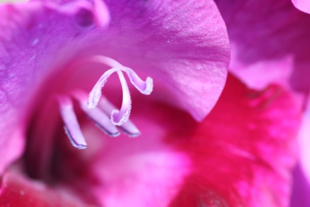 花紫色胭脂红剑兰。花蕾闭合。设计的元素。图片下载