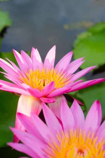 池塘里粉红色荷花的微距照片图片下载