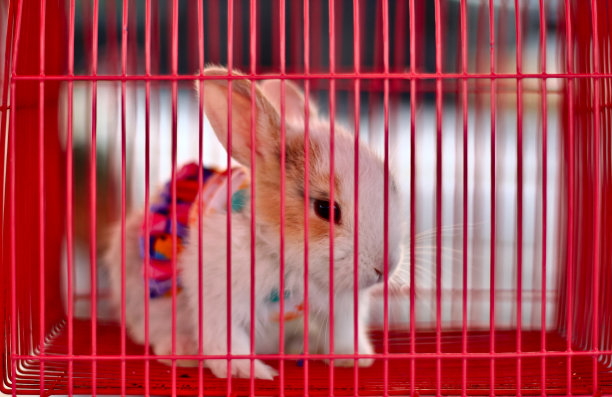 小白兔图片下载