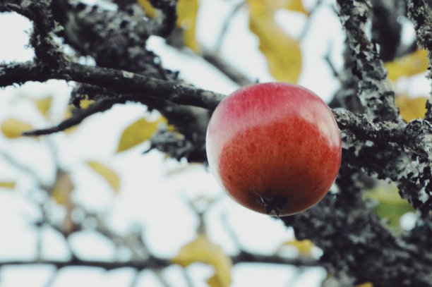 苹果树图片下载