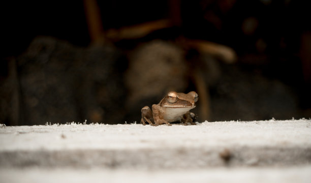 花园里的青蛙图片下载