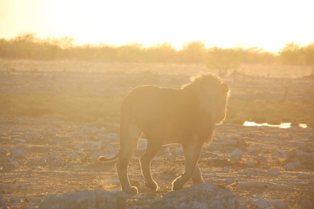 日出纳米比亚的狮子图片下载