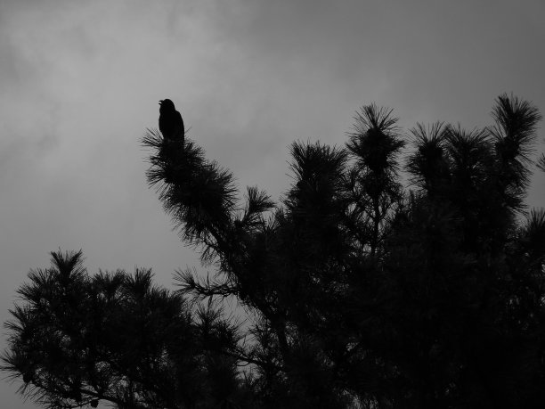 乌鸦的休息 Vh544图片下载