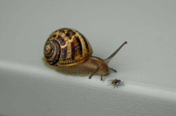 棕色蜗牛在小苍蝇上缠扰图片下载