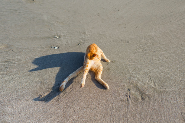 从上面看到沙滩上的红猫图片下载