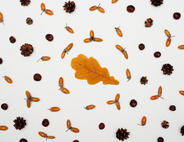 橡子、树叶、栗子和球果的无缝图案，孤立在白色背景上，平铺，俯视图。秋的概念，夏末图片下载