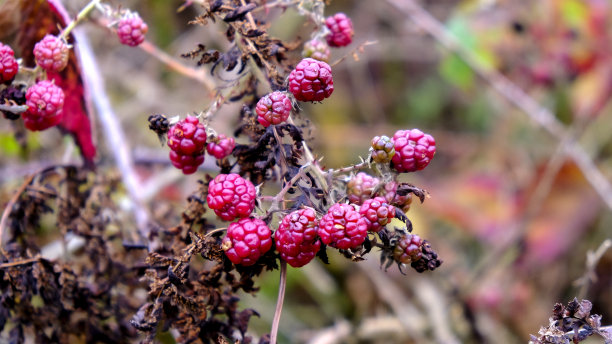 成熟的黑莓在秋天的风景图片下载
