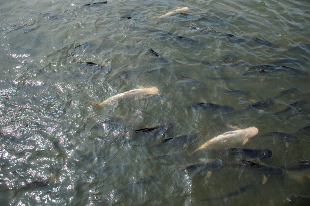 河鲈或河鲈科图片下载