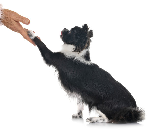 小吉娃娃图片下载