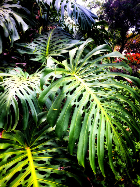 蓬莱蕉Deliciosa特写图片下载