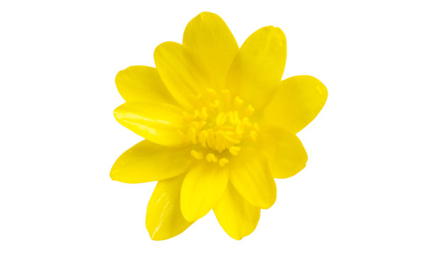 黄春花孤立图片下载