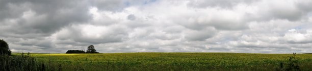 黄色的领域图片下载