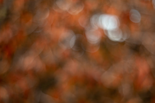 抽象的叶子图片下载