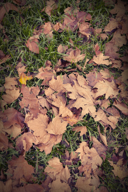 树叶在秋天图片下载