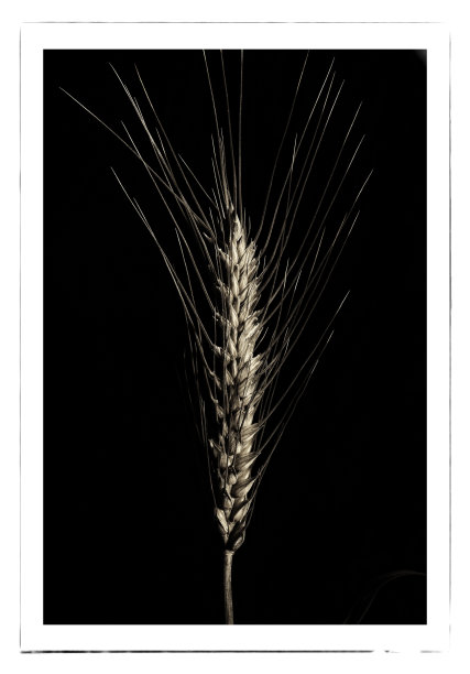 健康的小麦。图片下载