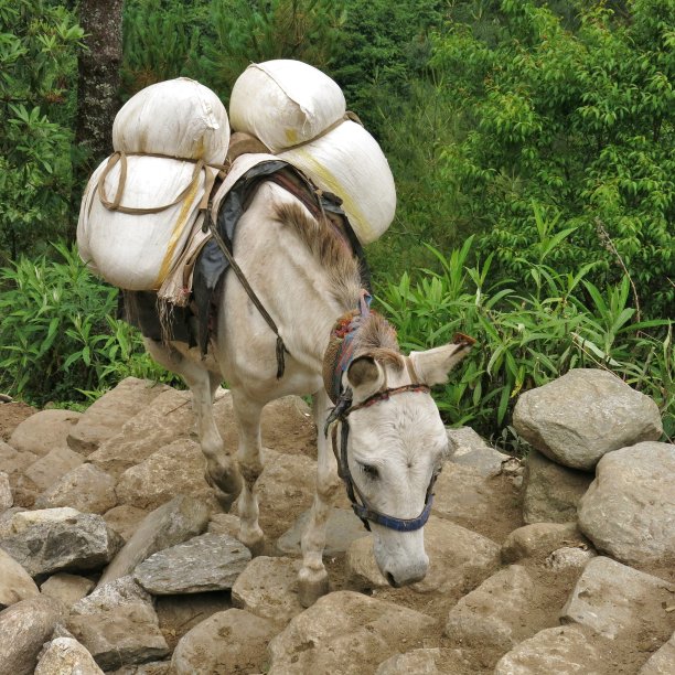 从卢卡拉到纳姆切集市的骡子。图片下载