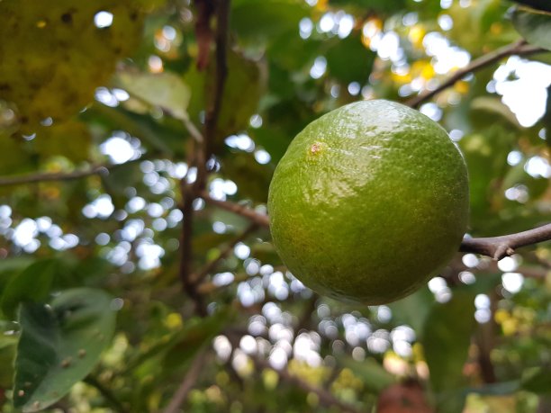 柠檬水果含有维生素图片下载
