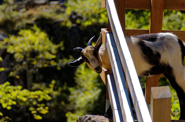 更棒的汉堡图片下载