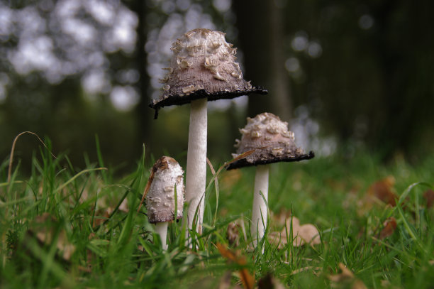 蘑菇特写图片下载