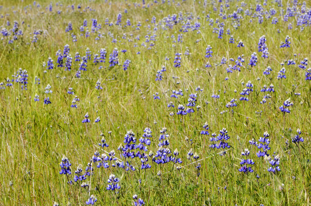 羽扇豆野花的特写图片下载