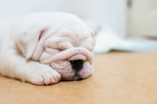 英国斗牛犬躺在彩色背景上。特写照片。白色的小狗在睡觉。图片下载