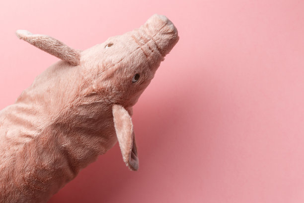 农历的猪年。粉红色背景上的新年猪。新年快乐，2019年黄土猪年。前视图。平的。副本的空间。假日的概念图片下载