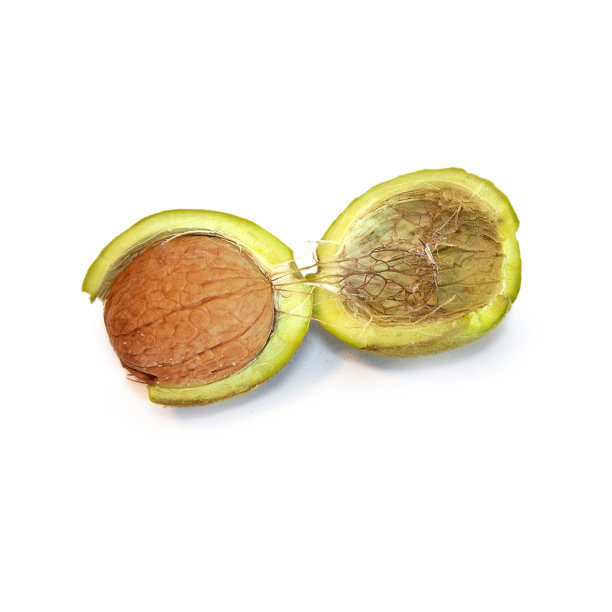 孤立在白色背景上的成熟的绿色核桃。图片下载