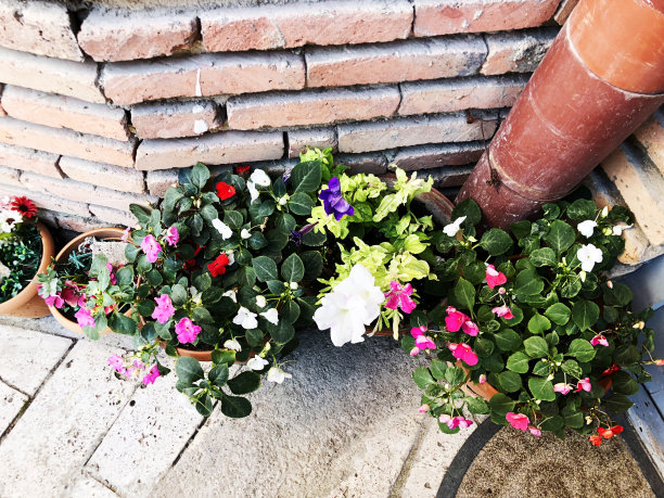 第比利斯老城建筑，夏日里美丽的各色鲜花图片下载