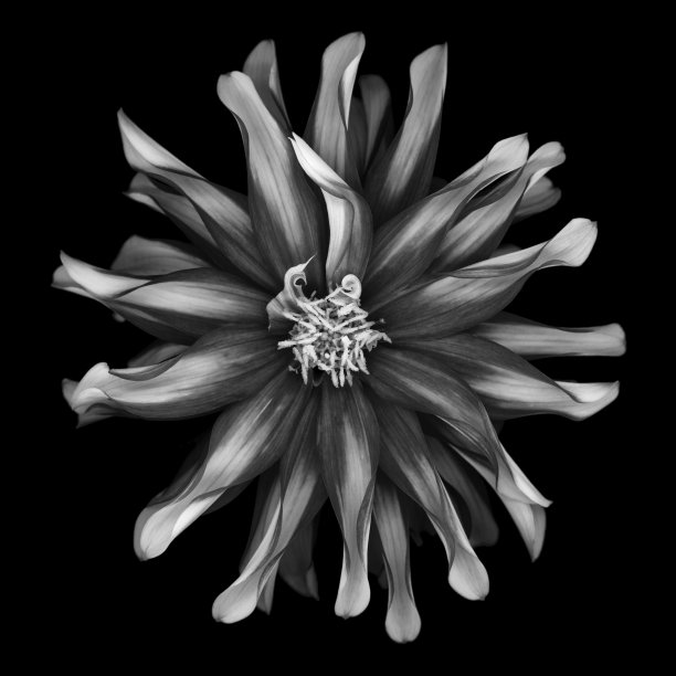 单色大丽花孤立在黑色背景图片下载