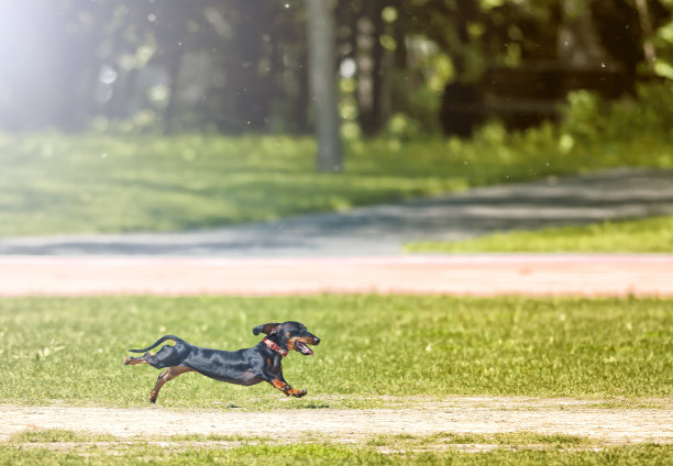 黑色和棕色的达克斯猎犬在城市公园的草地上奔跑图片下载