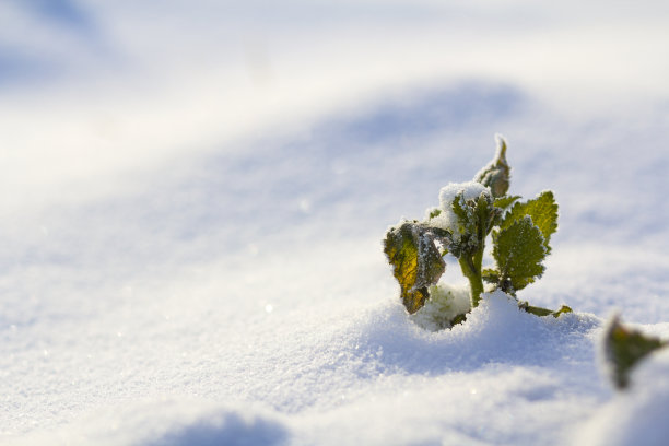 美丽的抽象对比图片，绿色的野花植物覆盖着霜冻独自站在晶莹剔透的白色蓝色的雪地上，在明亮的阳光明媚的一天空旷的田野。冬天的一片美丽的大自然。图片下载