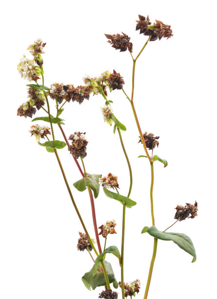 带叶的荞麦花。图片下载