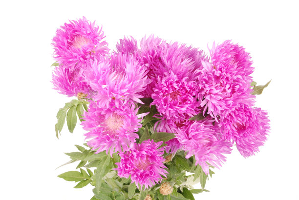 矢车菊花图片下载