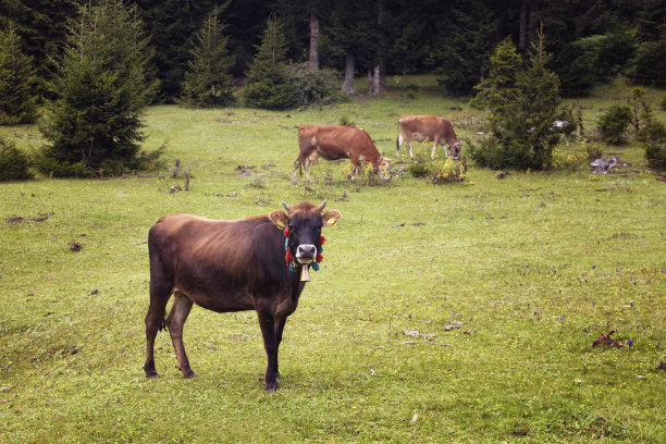 在高原上，牛在草地上吃草，松树林。图片拍摄于土耳其东北部黑海地区的特拉布宗/里兹地区。图片下载