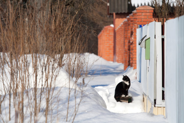 冬天的风景有白雪和白雪上的黑猫图片下载