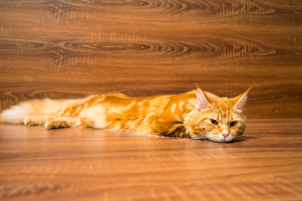 缅因猫品种的小红猫躺在木头背景上图片下载