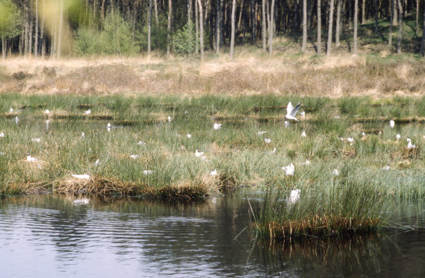 棕头鸥鸟群图片下载