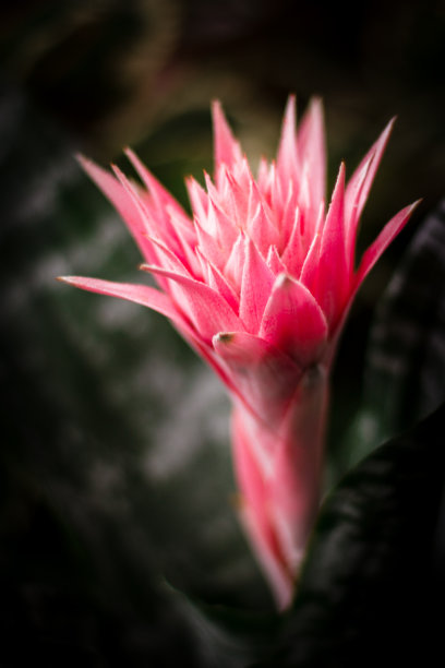 粉红凤梨花盛开图片下载