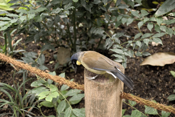 小溪上垂钓的大鸟图片下载