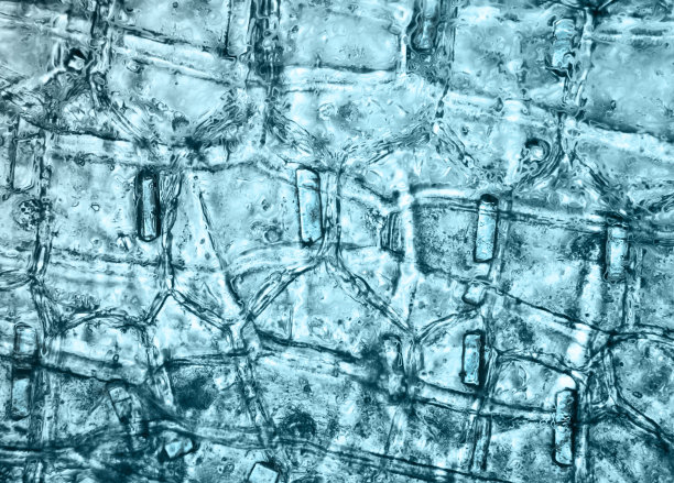 组织植物，照片拍摄于业余实验室图片下载