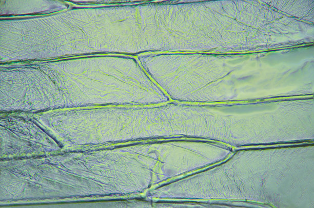 组织植物，照片拍摄于业余实验室图片下载