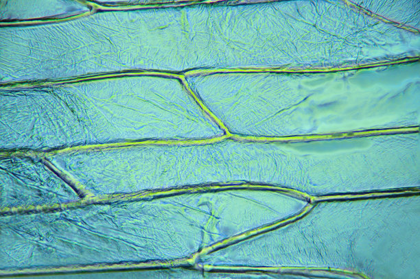 组织植物，照片拍摄于业余实验室图片下载