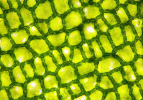 植物组织，在实验室显微镜下拍摄图片下载