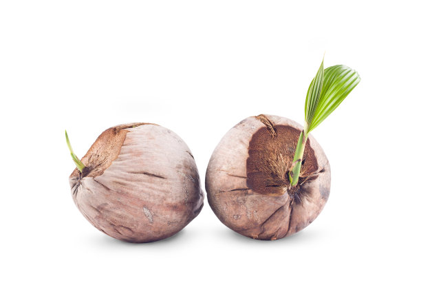 椰苗准备种植在白色背景农业隔离种植图片下载