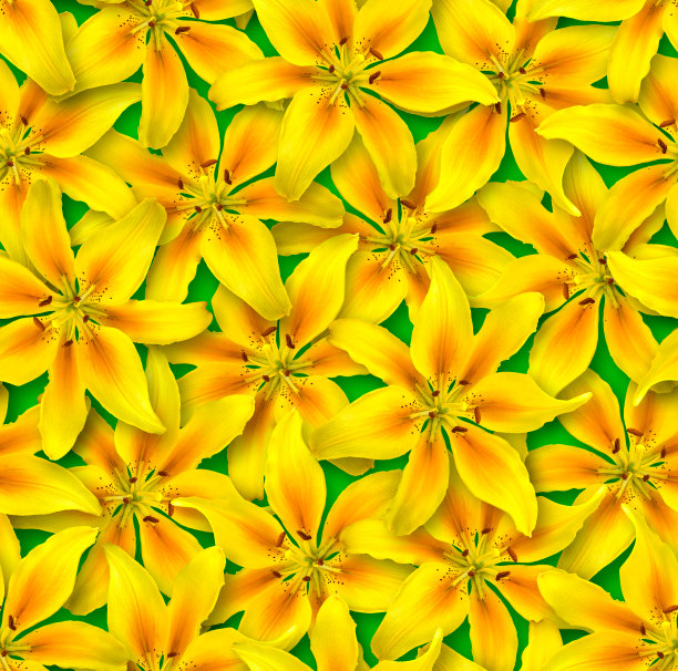 无缝的花卉图案。杂乱的花的排列。黄色的百合花在明亮的绿色背景上。图片下载