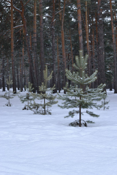 松树林背景上的小松树。图片下载